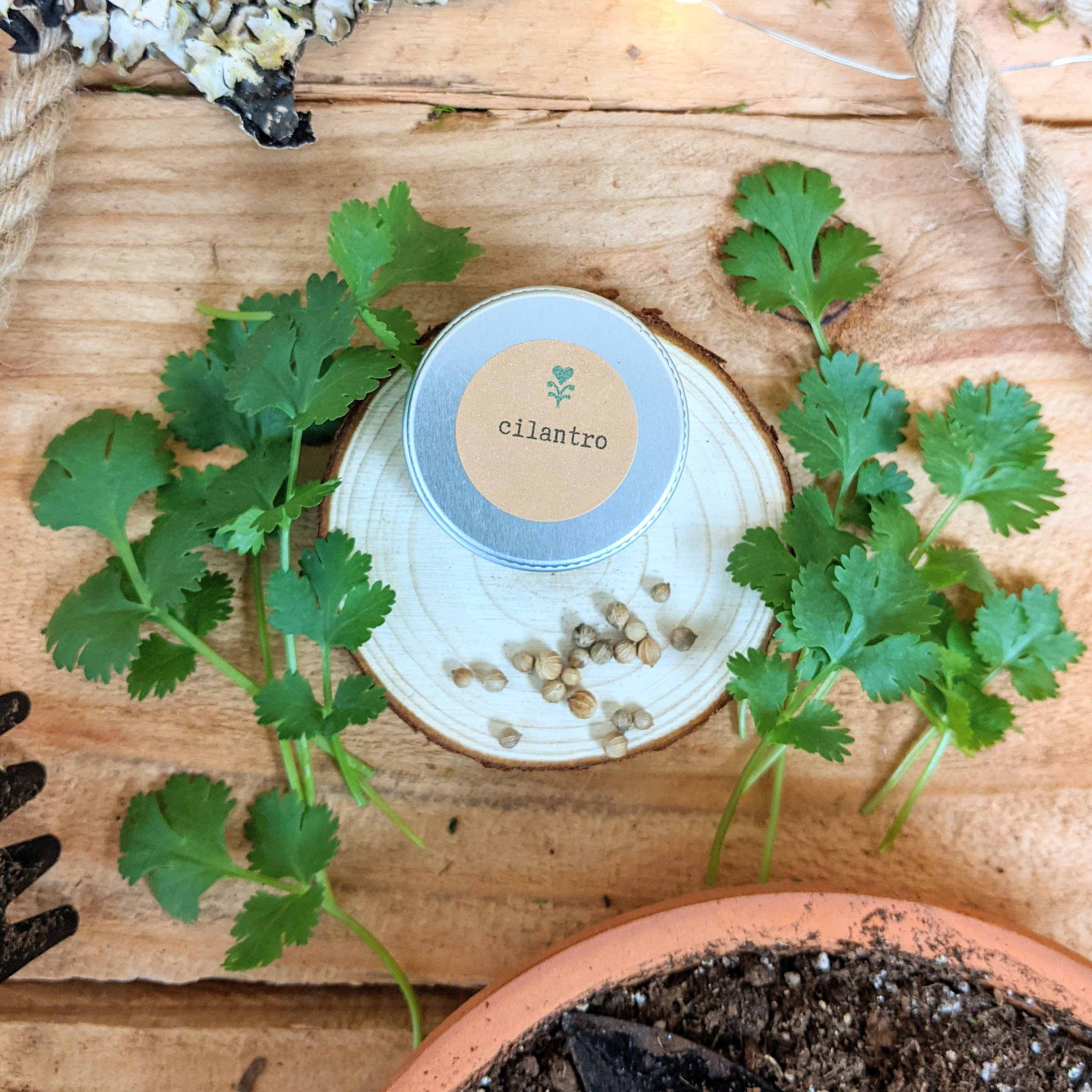Heirloom Non-GMO Organic Cilantro Seeds (Healthy Kitchen Herb Seeds, Grow Your Own Herb Garden, Hobbies)