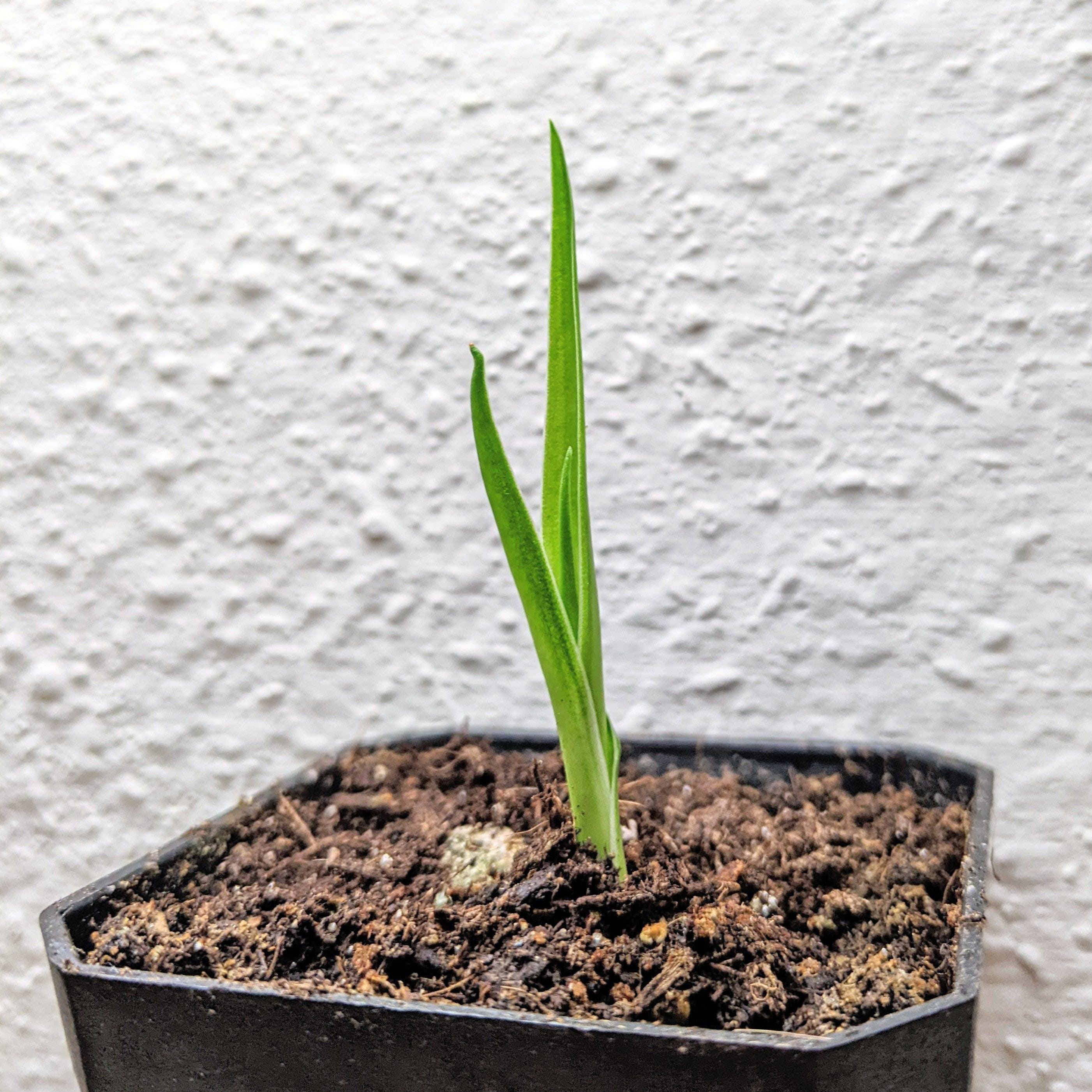 Dracaena Draco 'dragon Tree' Seeds (exotic Tropical Foliage Plant Seeds,  Houseplant Seeds, Winter Gifts) - Etsy