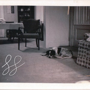Vintage Sleeping Dog