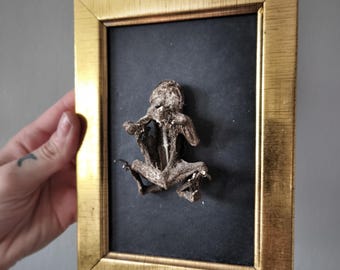 Framed Dried Frog Specimen – Ethical Taxidermy Art – Real Bone Display – Gothic Nature Decor – Vulture Culture Shadow Box