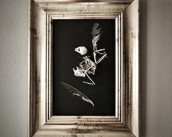 Arte de esqueleto de pájaro enmarcado – Ejemplar de hueso real – Decoración de rarezas – Gabinete de curiosidades – Arte mural Goblincore – Cultura buitre ética
