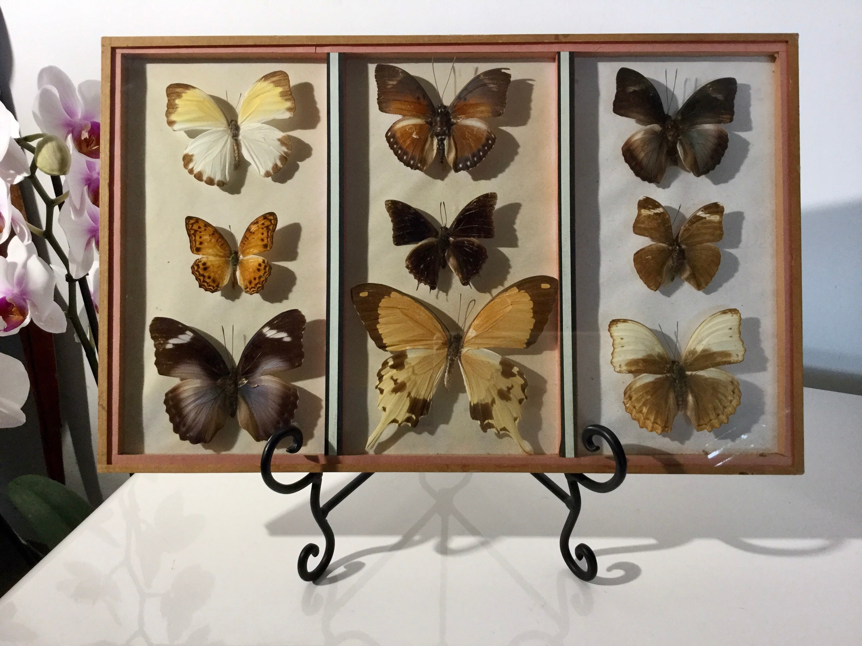 Jolie Cadre Collection de Papillons Vintage.