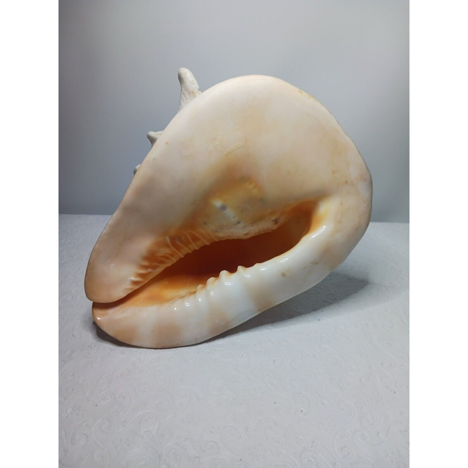 XL Horned Queen Helmet Conch Seashell 8.5x6 Nautical Beach Etsy