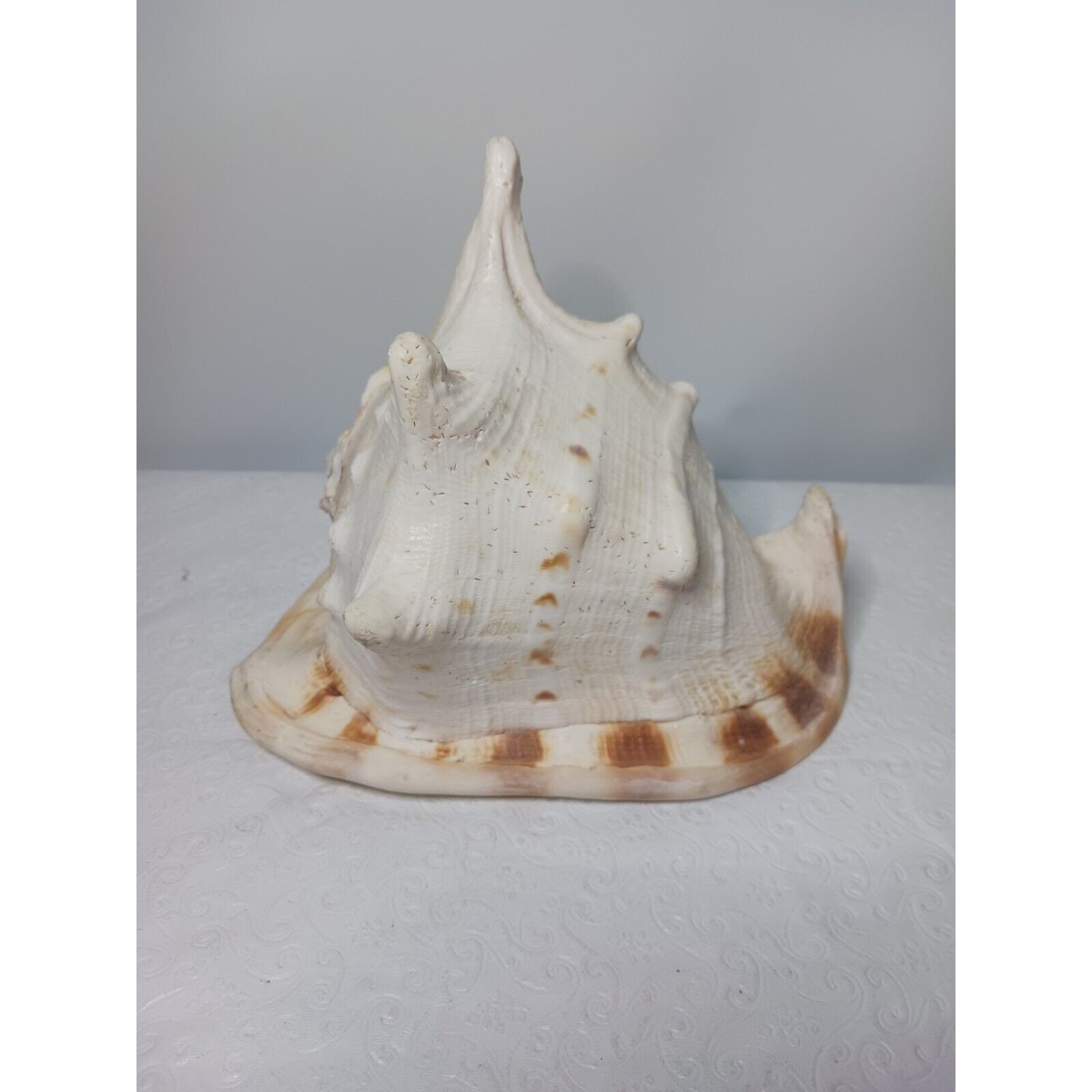 XL Horned Queen Helmet Conch Seashell 8.5x6 Nautical Beach Etsy