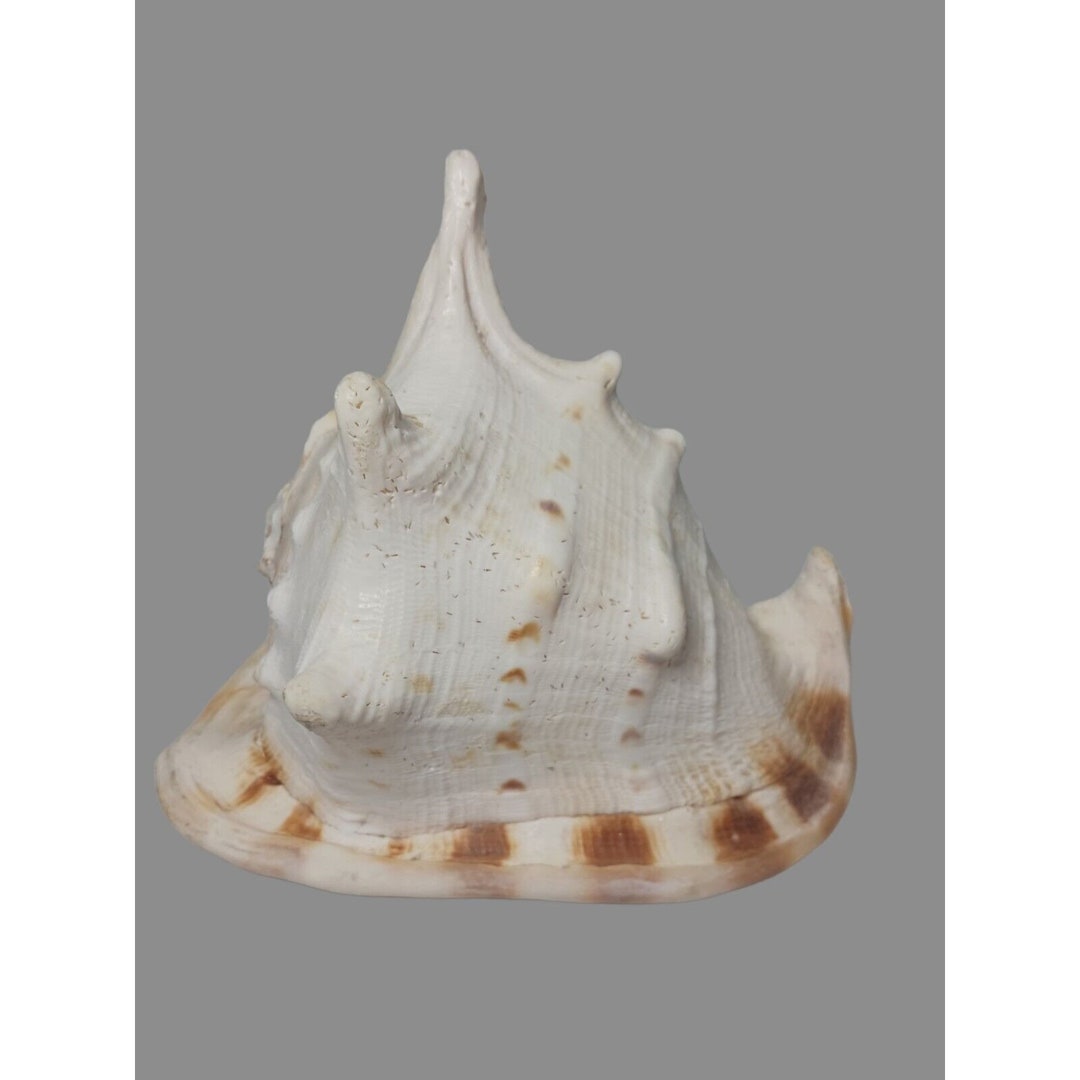 XL Horned Queen Helmet Conch Seashell 8.5x6 Nautical Beach Decor 3 Lbs