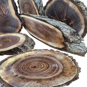 May include: A collection of irregularly shaped, cross-sectioned wood slices. The slices display concentric growth rings in shades of brown, tan, and yellow, with rough, textured bark edges. The wood has a natural, rustic appearance.