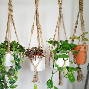 May include: Four hanging macrame plant holders with various green plants in white and terracotta pots. The macrame hangers are made of natural-coloured rope and are suspended from metal hooks. The plants include ivy and pothos.