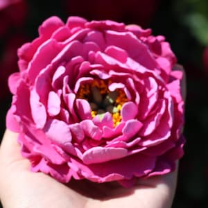 Pink peony hair clip, Flower brooch, wedding hair clip, Large floral brooch,Pink brooch, Floral wedding hair accessory -
