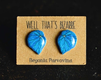 Begonia Leaf Stud Earrings: Lightweight Plant Jewelry