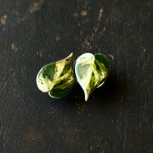 Variegated Heartleaf Philodendron Shoe Charm or Lapel Pin