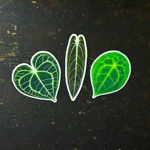 May include: Three green leaf stickers with white outlines. The leaves are in the shape of a heart, a long oval, and a rounded oval.