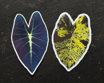 Calocasia Sticker | Illustris | Mojito | Plant Decal | Botanical Sticker | Vinyl | Goth Plants