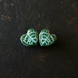 May include: Two heart-shaped green leaves with white veining, set against a dark, textured wooden surface. The leaves have a glossy appearance, showcasing their intricate patterns. The image highlights the natural beauty of the plant.