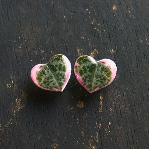 May include: Two heart-shaped earrings with a pink and green pattern. The earrings are made of resin and have a glossy finish.