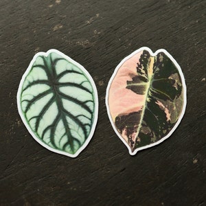 May include: Two green and pink leaf stickers with a white background. The leaves have a veined pattern.
