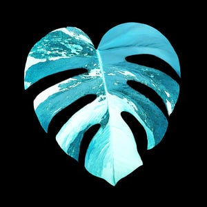 May include: A digitally enhanced image of a heart-shaped Monstera leaf. The leaf is a vibrant teal color with white and darker teal marbling. The background is solid black, creating a striking contrast.