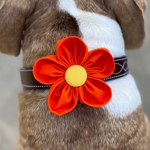 Flor de collar de perro / Naranja / Corsage de collar / Flor de boda de perro / Amapola de California / Flor para perro / Regalo de amante de perros / Encanto de collar imagen 2