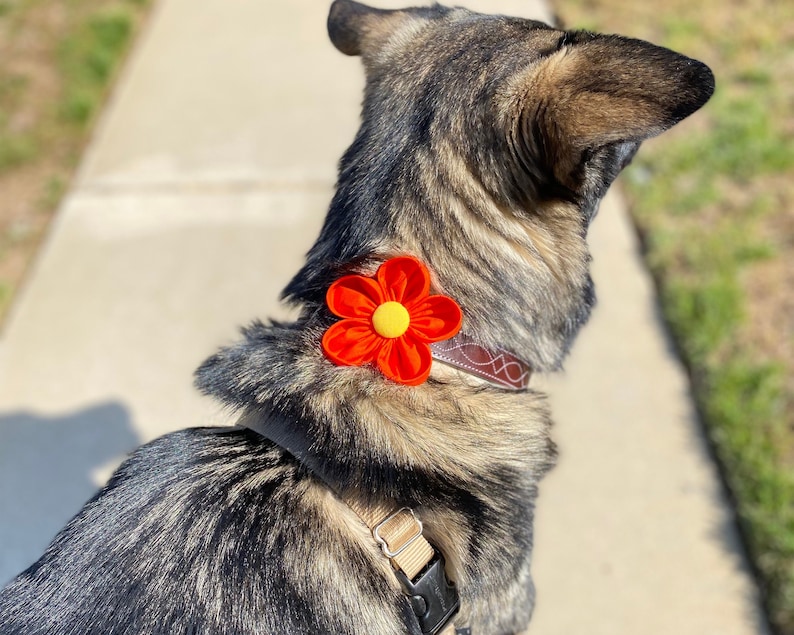 Flor de collar de perro / Naranja / Corsage de collar / Flor de boda de perro / Amapola de California / Flor para perro / Regalo de amante de perros / Encanto de collar imagen 3