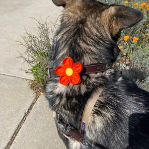 Flor de collar de perro / Naranja / Corsage de collar / Flor de boda de perro / Amapola de California / Flor para perro / Regalo de amante de perros / Encanto de collar imagen 4