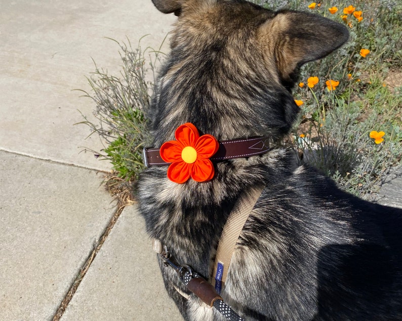 Flor de collar de perro / Naranja / Corsage de collar / Flor de boda de perro / Amapola de California / Flor para perro / Regalo de amante de perros / Encanto de collar imagen 4