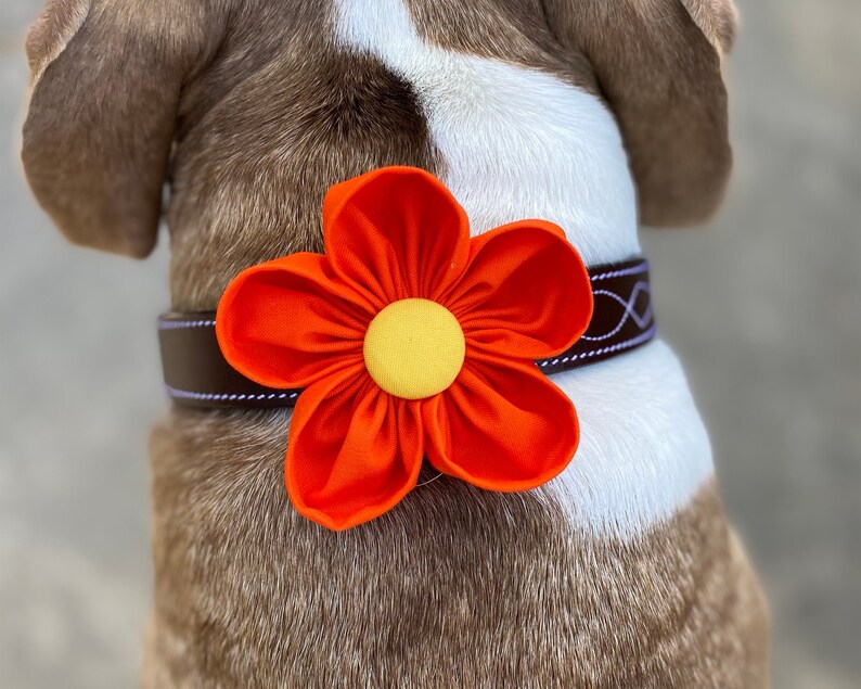 Flor de collar de perro / Naranja / Corsage de collar / Flor de boda de perro / Amapola de California / Flor para perro / Regalo de amante de perros / Encanto de collar imagen 2