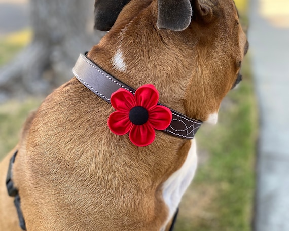 Dog collar cheap poppy tag