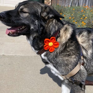 Flor de collar de perro / Naranja / Corsage de collar / Flor de boda de perro / Amapola de California / Flor para perro / Regalo de amante de perros / Encanto de collar imagen 1