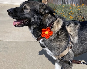 Dog Collar Flower | Orange | Collar Corsage | Dog Wedding Flower | California Poppy | Flower for Dog | Dog Lover Gift | Collar Charm