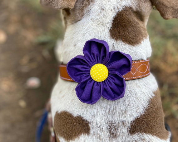 dark purple dog collar