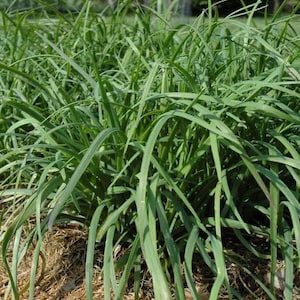 Allium tuberosum seeds / Chinese chives seeds