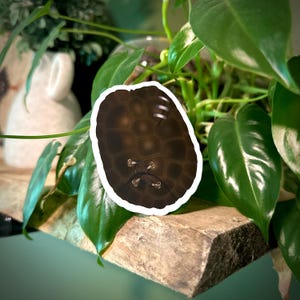 May include: A brown sticker with a turtle shell design. The sticker has a white border and features a detailed pattern of hexagonal shapes. Metallic accents are visible, including three parallel lines and small clasps.