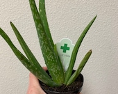 Aloe vera plant 4in