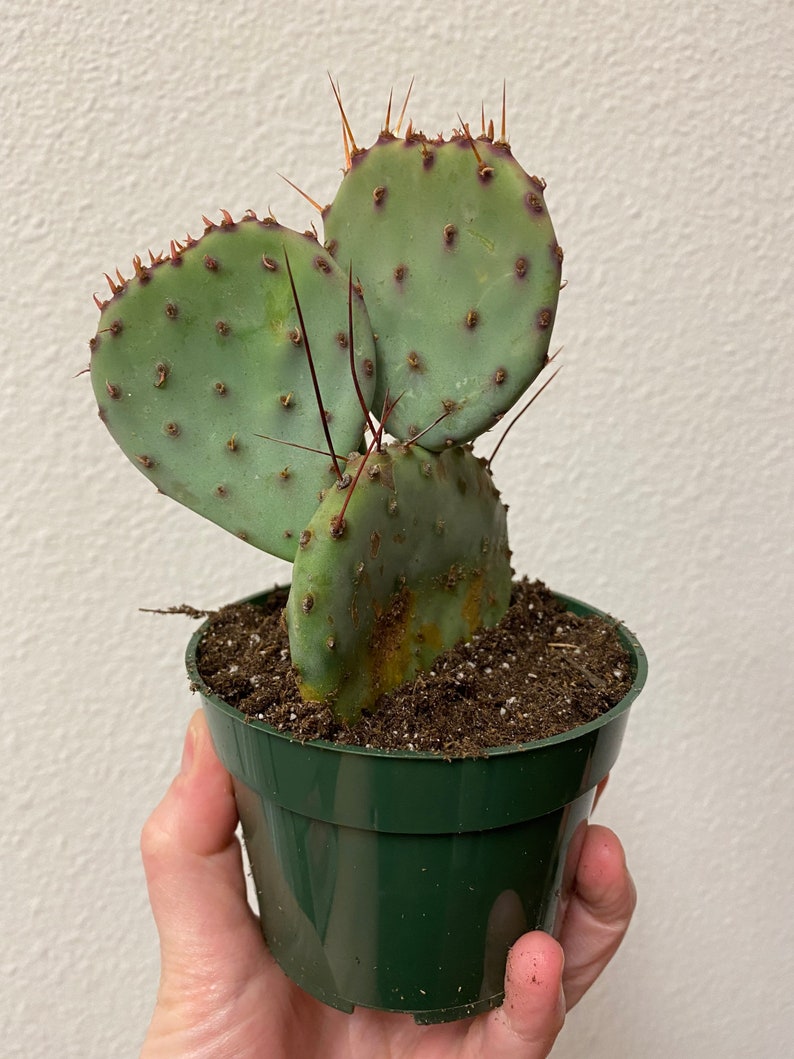 Santa Rita Opuntia cactus prickly pear 4in | Etsy