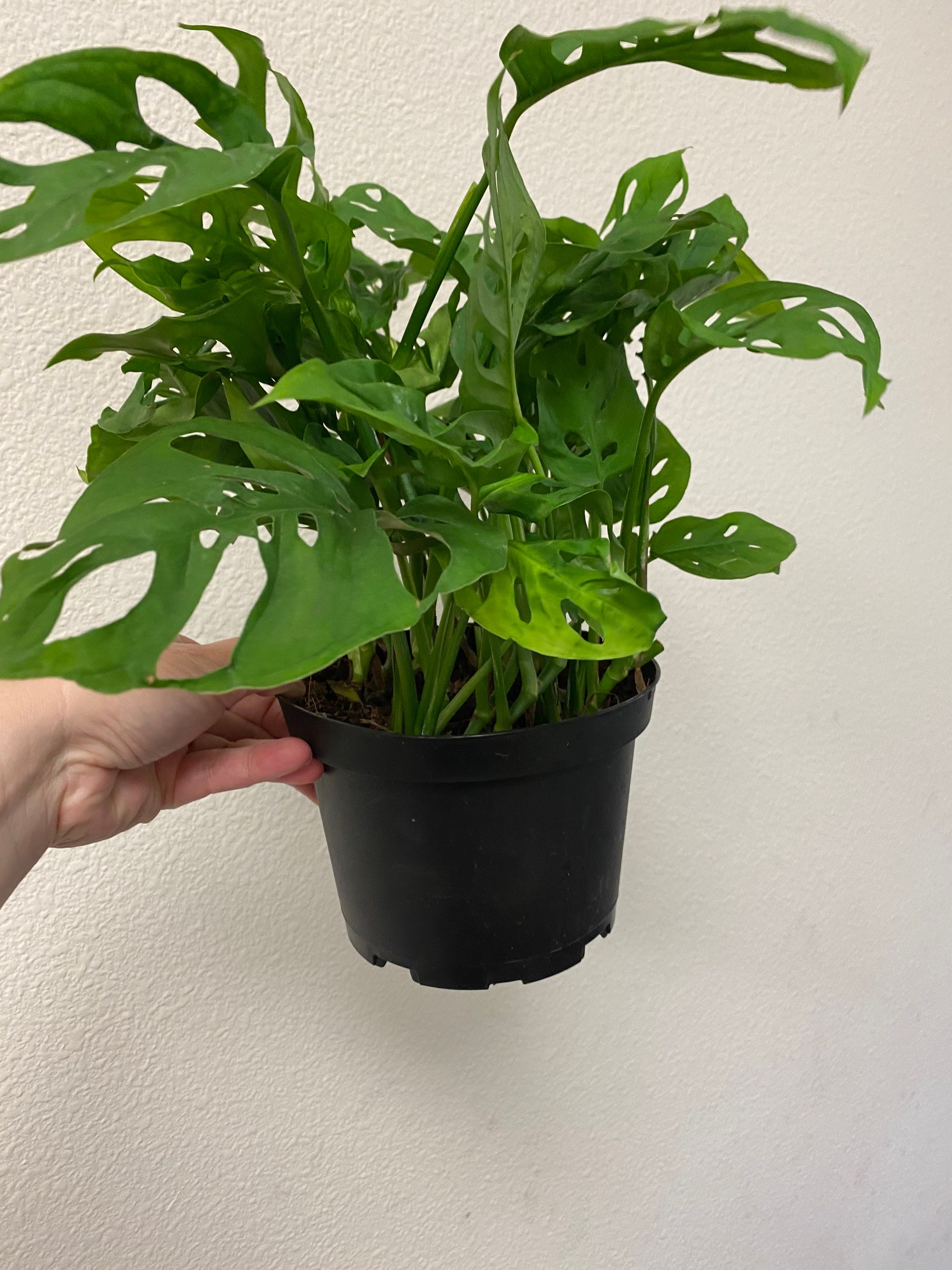 Monstera adansonii 6 House Plant Living Plants purchase | Etsy