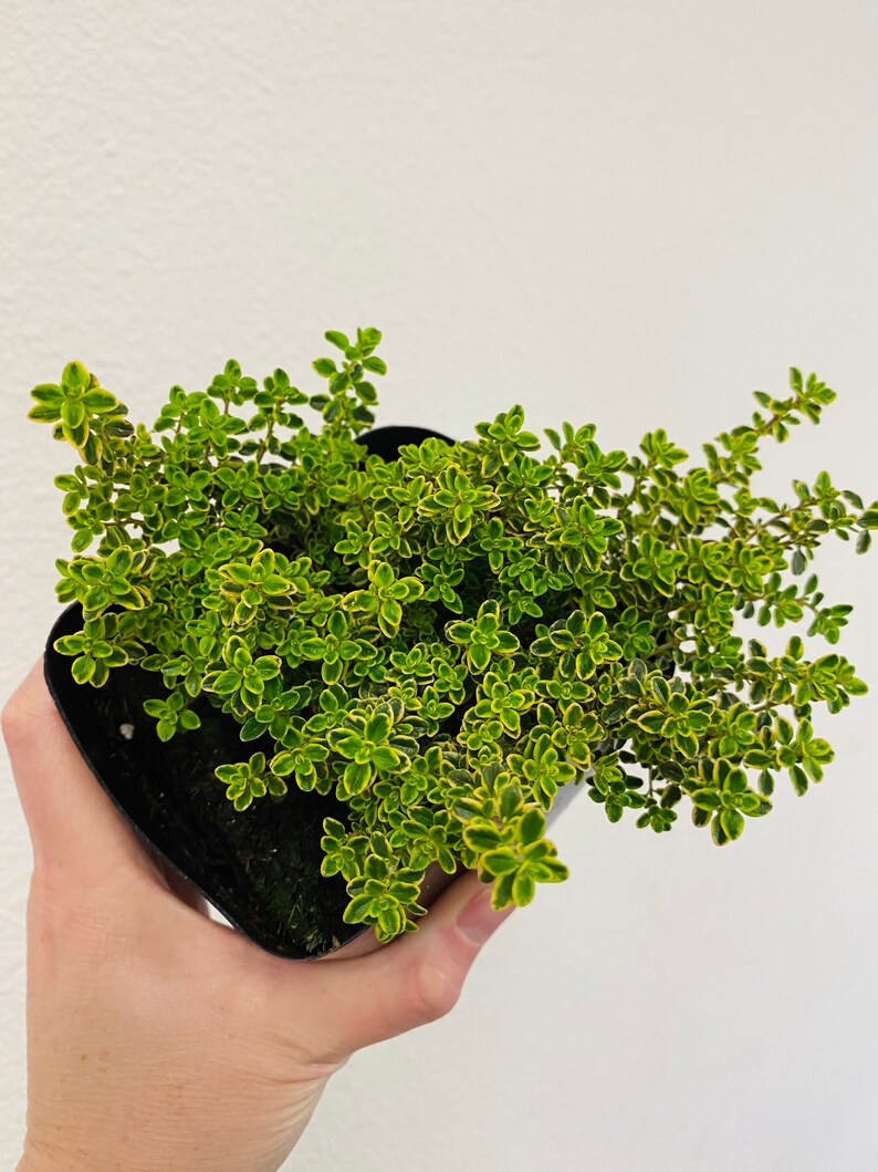 Lemon thyme \u201cvariegated\u201d 5\u201d live plant