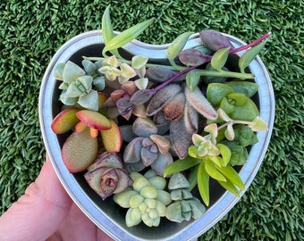 Succulent cutting bundle in a heart shaped valentines tin. (3 options, please read description & photos)