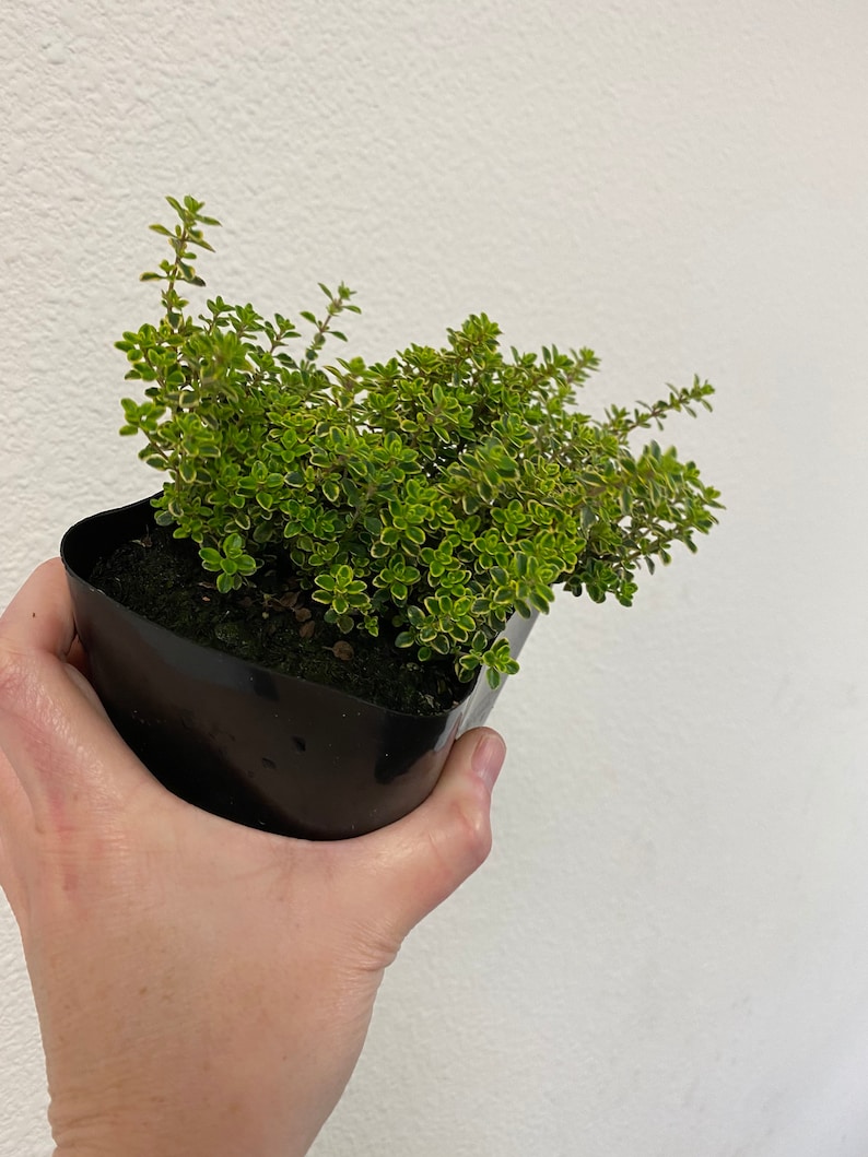 Lemon thyme \u201cvariegated\u201d 5\u201d live plant