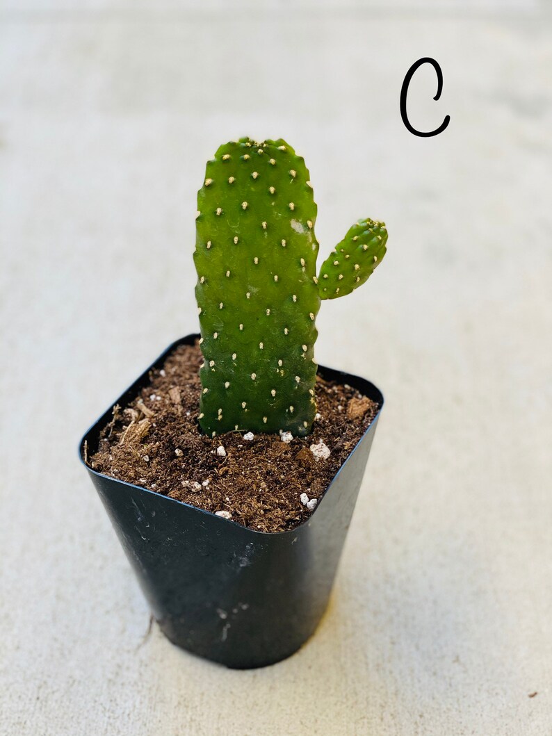 Road Kill Cactus Garden Live Plants | Etsy