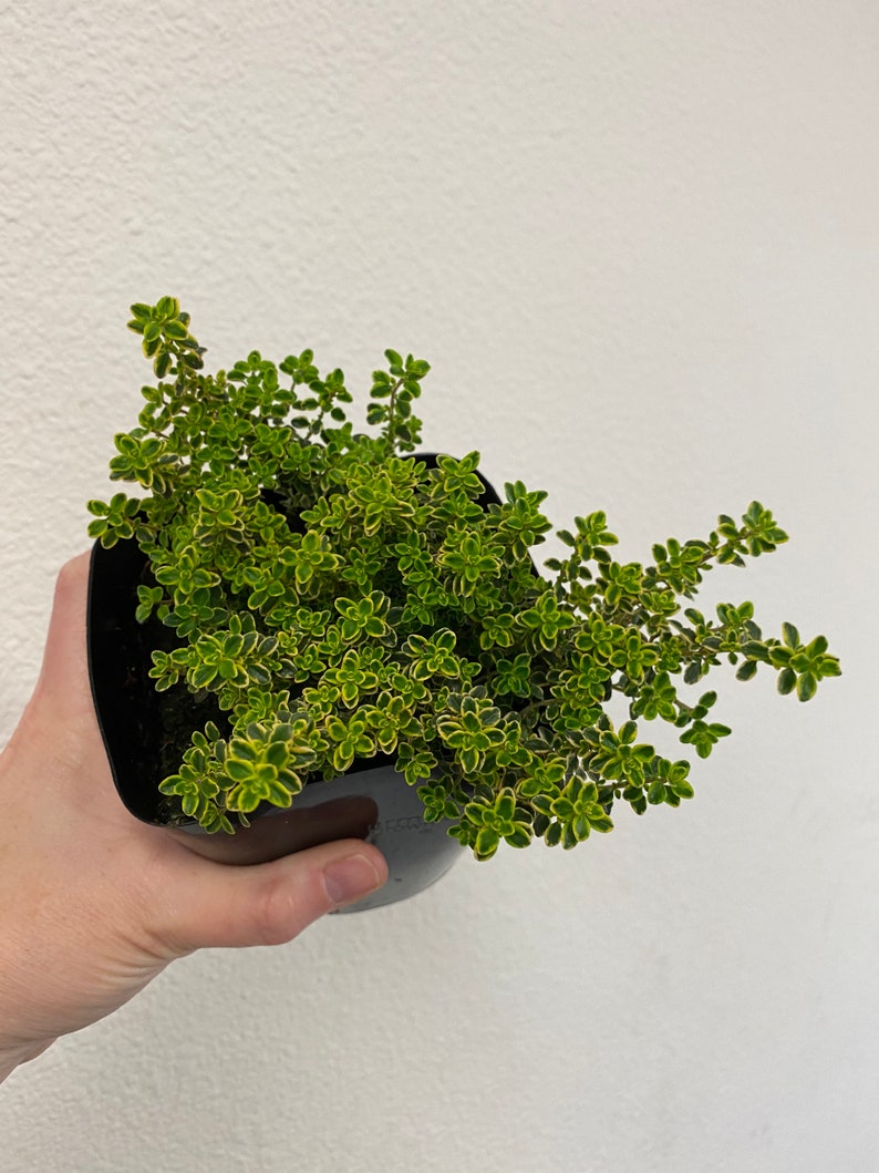 Lemon thyme \u201cvariegated\u201d 5\u201d live plant