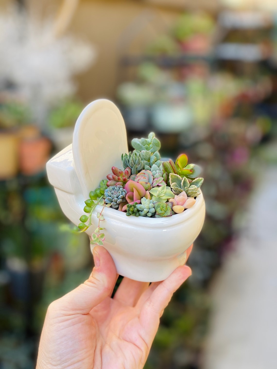 Quirky ceramic toilet planter with succulent cuttings