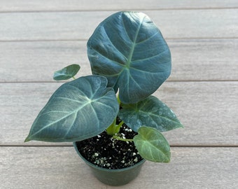 Alocasia regal shield, Elephant ear plant, 4” (please order heat packing if needed to avoid plants from freezing)