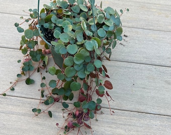 Ruby cascade peperomia Plant, 6”