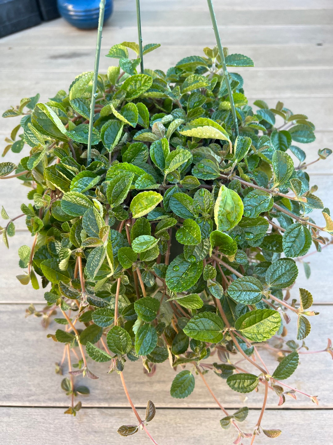 Crinkle Charlie, Pilea Nummulariifolia, 6, House Plant, Easy Plant Etsy