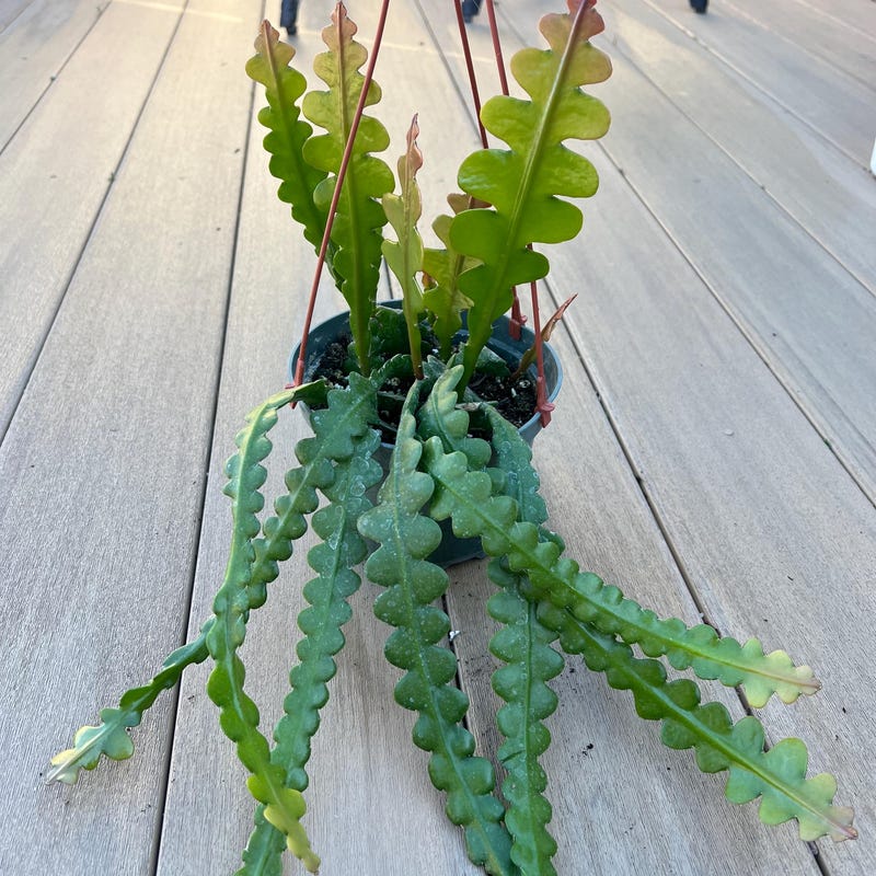 Ric Rac Cactus - Etsy