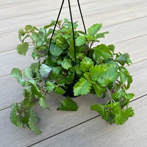 Creeping charlie, Live plant, Garden, House plants 6”