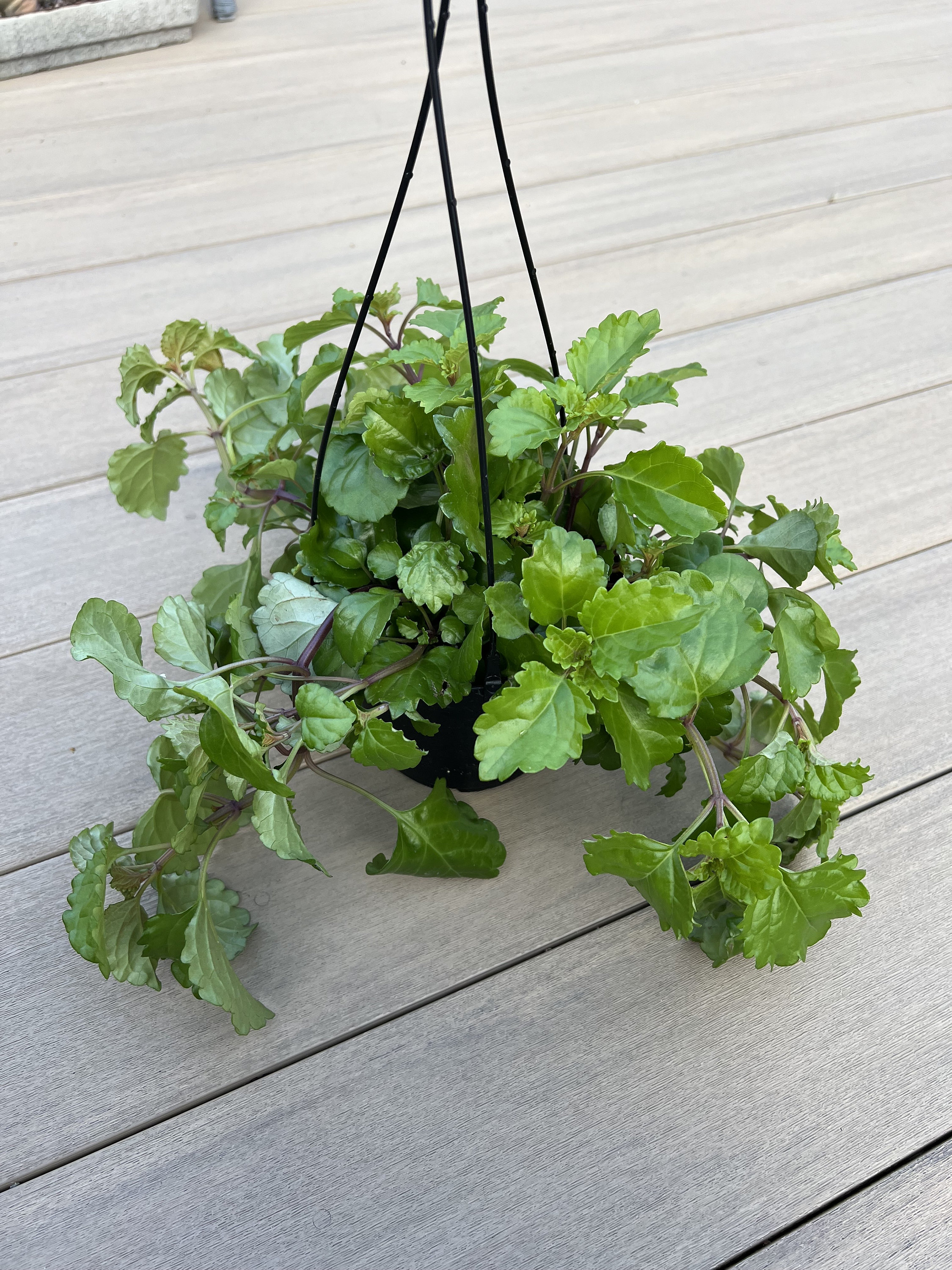 plant hanger rope Tiered Shelf Plant Hanger main image 0