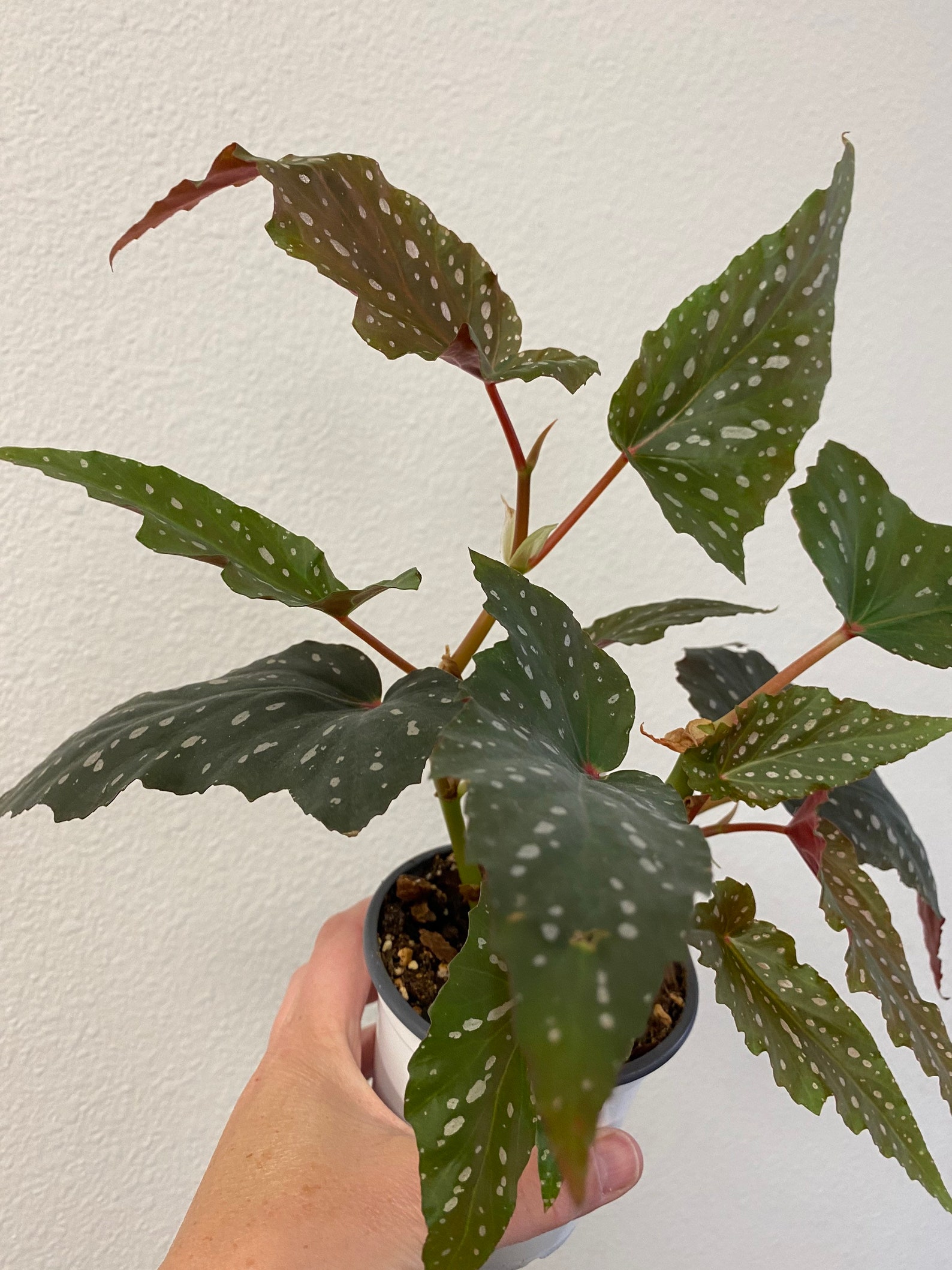 Begonia Kristy angel wing begonia house plant live plant 4