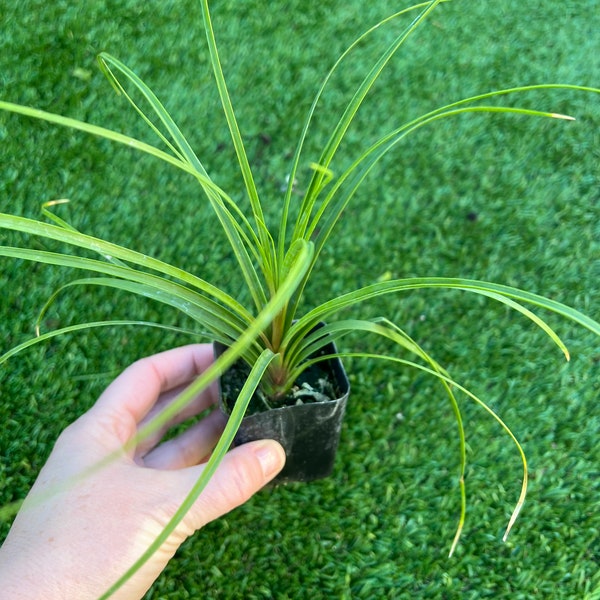 Ponytail Palm, Live plants, Houseplants, Garden, 2”