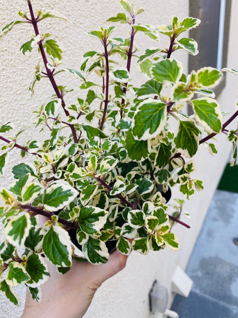 Hemizygia candy kisses plant Etsy