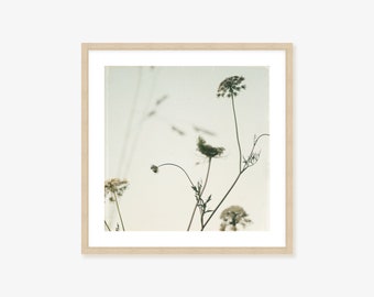 Queen Anne's Lace Country Wildflower Photography Framed Print, Canvas or Print